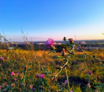 Пригородные поля
