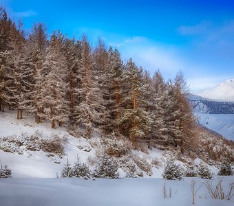 Зимние истории