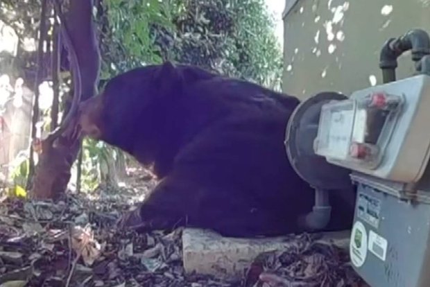 Медведь поселился в доме американца во время пожаров в Лос-Анджелесе