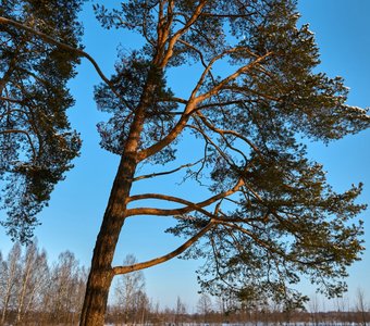 Сосна и скамейка