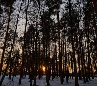 Закат в соснах