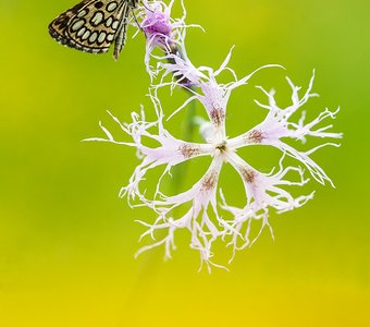 Морфей и гвоздика