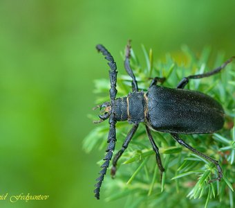 Усач-кожевник