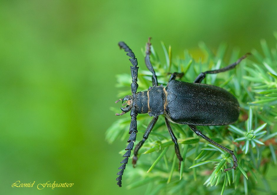 Усач-кожевник