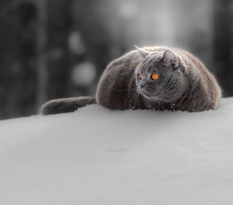 На прогулки