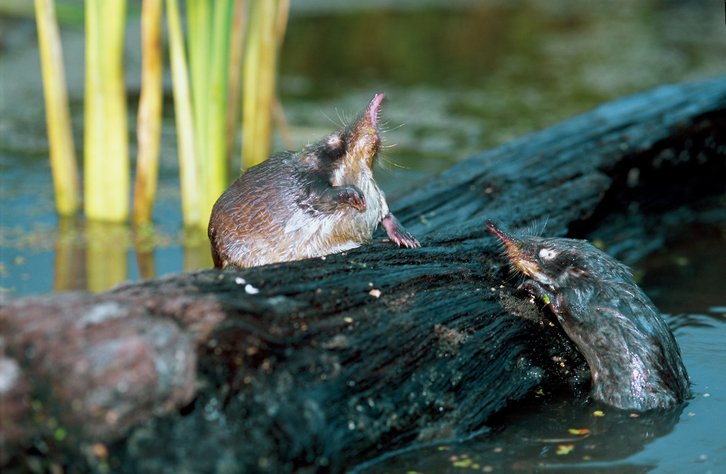 Фото: Игорь Шпиленок