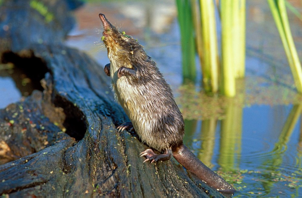 Озёра Рязанской области готовы встречать выхухоль