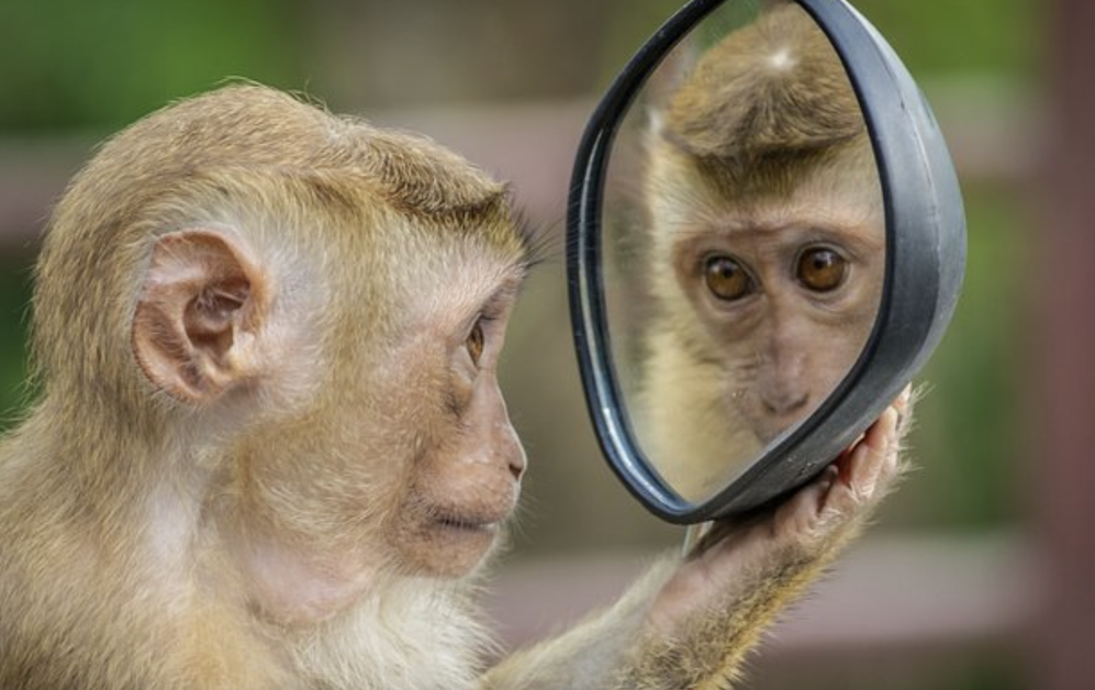 Российские туристы чаще всего страдают от укусов насекомых и нападений обезьян