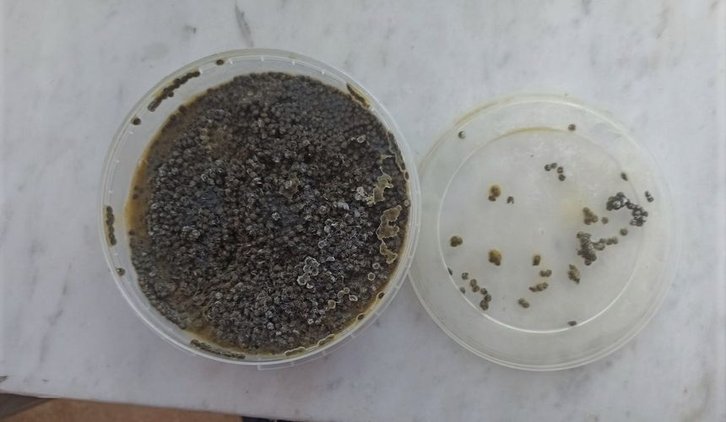 Фото: ФТС России