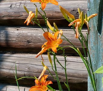 Обласканные солнышком