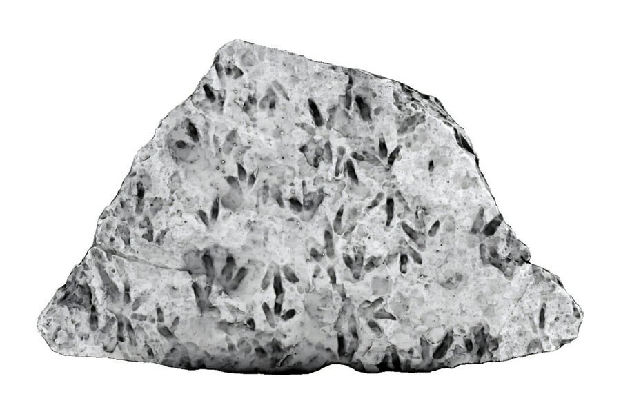 В австралийской школе нашли следы динозавров возрастом 200 млн лет