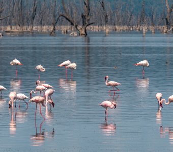 Кения Накуру