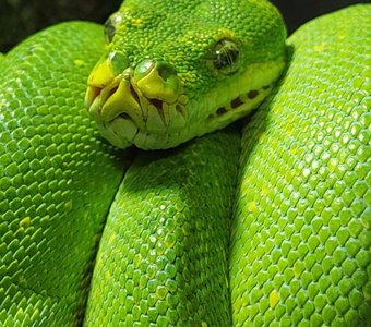 "Бабушка Удава"