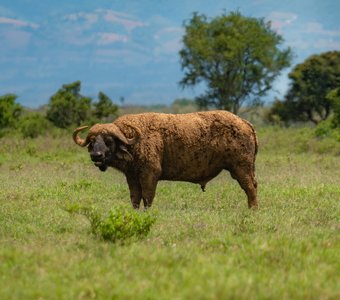 Кения Накуру