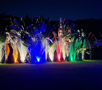 А пальмы тоже любят наряды