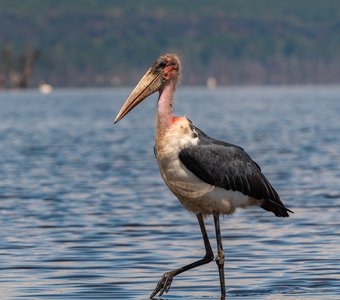 Кения Накуру. Марабу