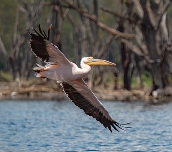 Кения Накуру