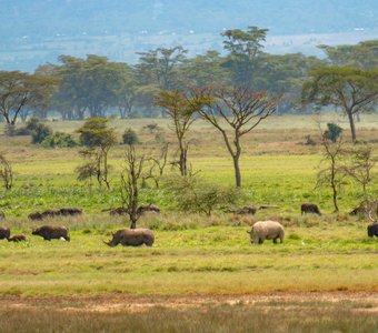 Кения Накуру