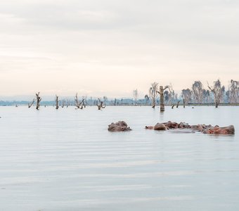 Кения Найваша