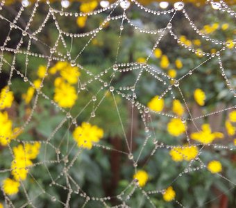 Паучьи бусы