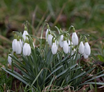 Подснежники
