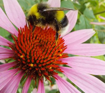 Мохнатые ноги увязли в пыльце