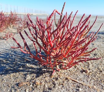 Почти коралл