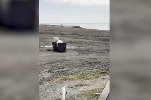 Белого медведя отругали! Работница полярной станции прогоняет косолапого: видео