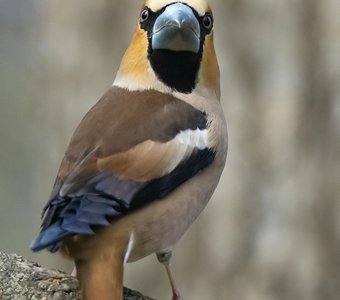 Позирующий Дубонос