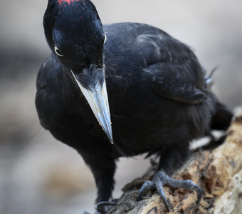 Желна (Dryocopus martius)