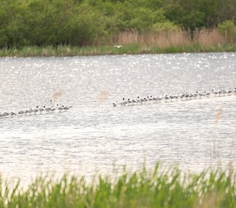 Пунктир из озёрных чаек