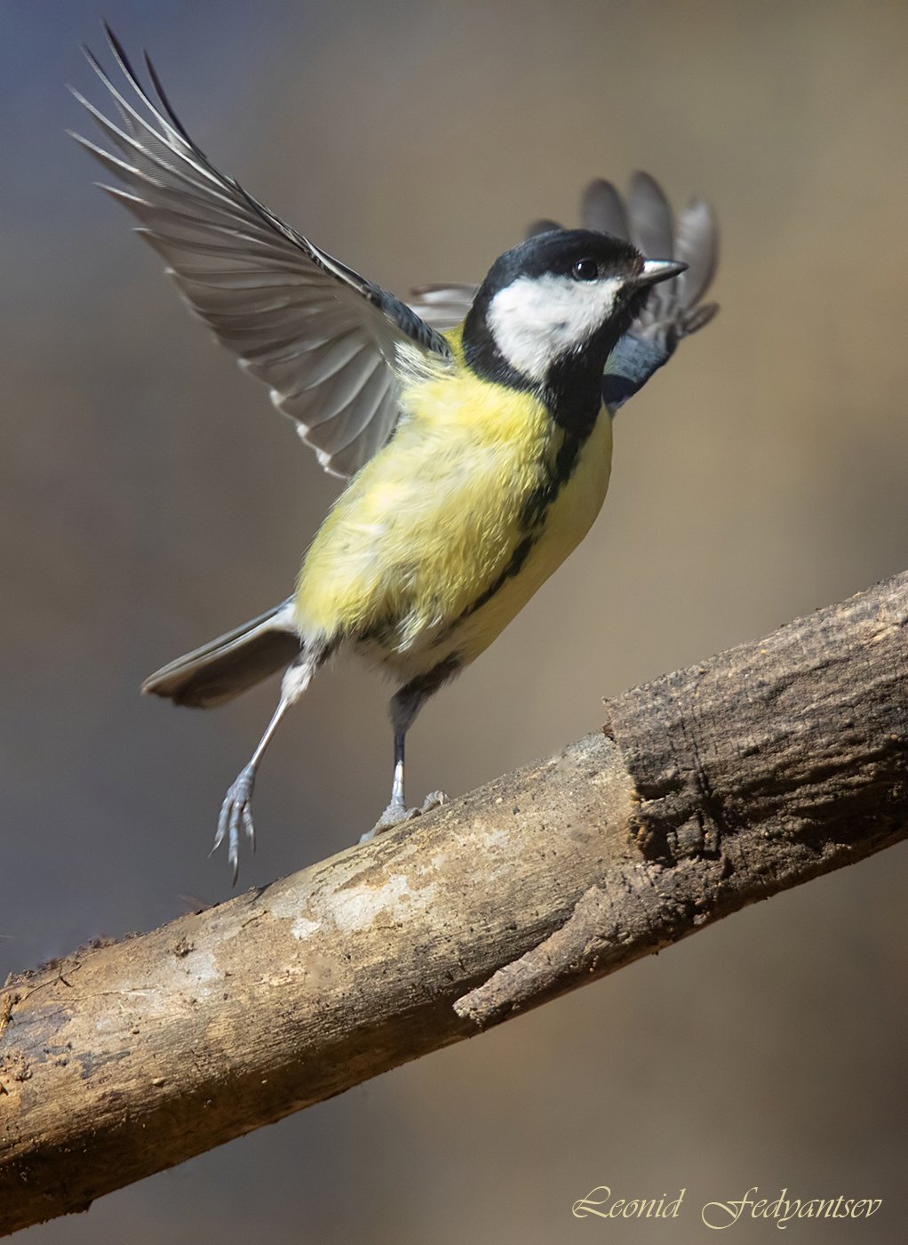 Шаг в атмосферу