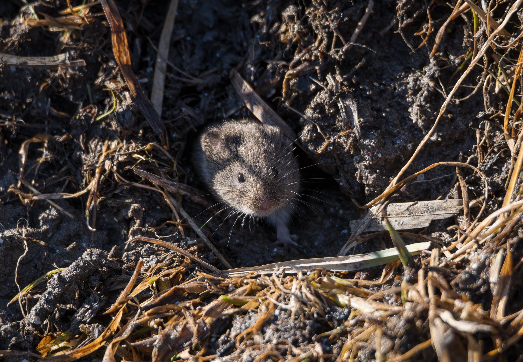 Полёвка выглядывает из норки