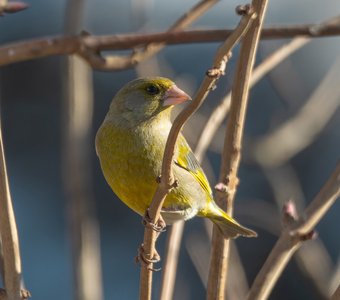 Обыкновенная зеленушка (самец)