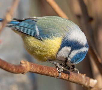 Обыкновенная лазоревка выклёвывает ядро семени подсолнечника