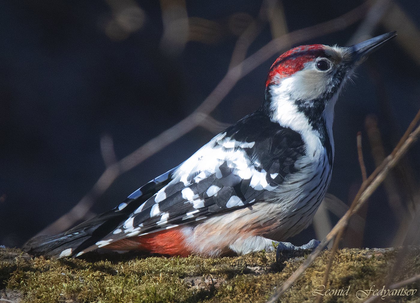 Самец Белоспинного дятла