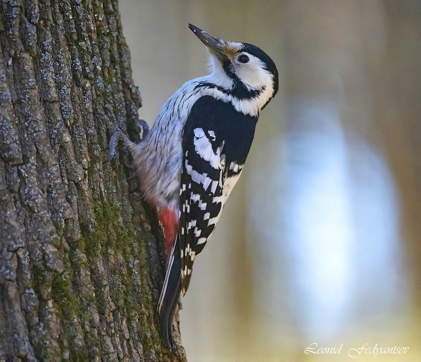 Самка Белоспинного дятла