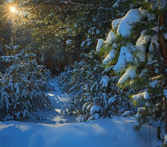 Солнечный лесной уголок.