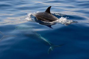 Женщина поскользнулась на дельфине и попала в больницу