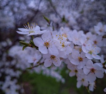 Благоухание