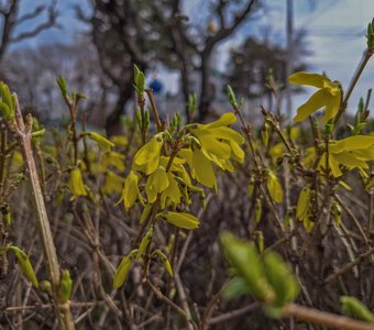 Дыхание весны