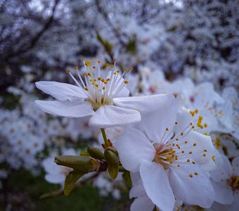 Хрупкая красота