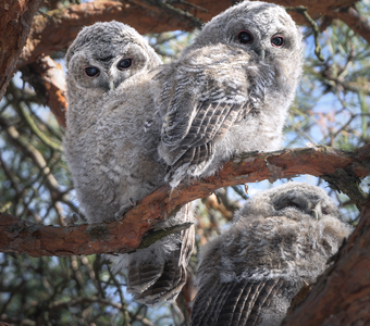 Серая неясыть (Strix aluco)