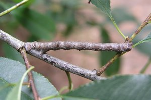 Эта гусеница-ветка считается самым хитрым маскировщиком в мире