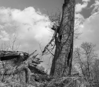 Поверженная липа