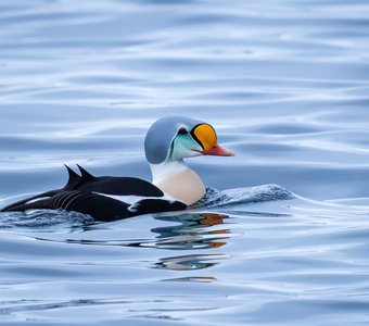 Гага-гребенушка