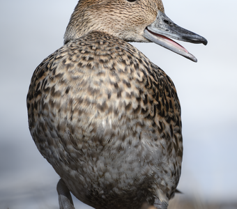 Шилохвость (Anas acuta)
