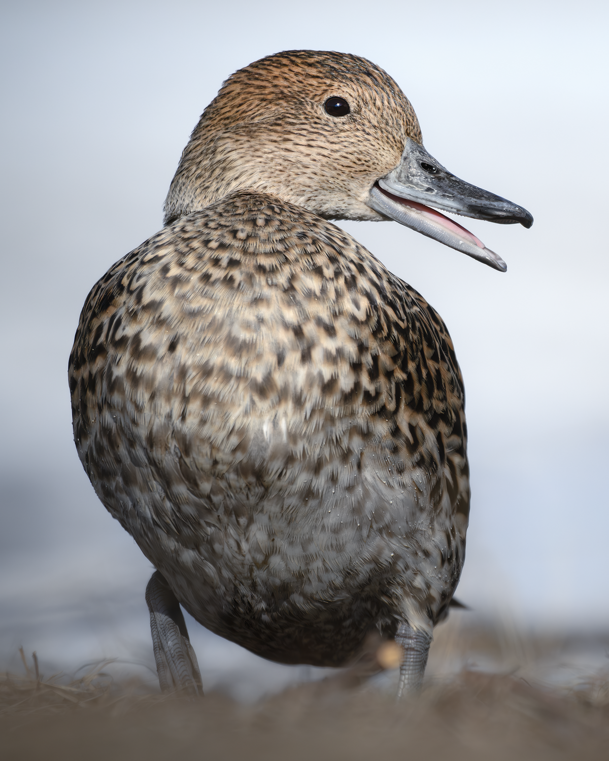 Шилохвость (Anas acuta)