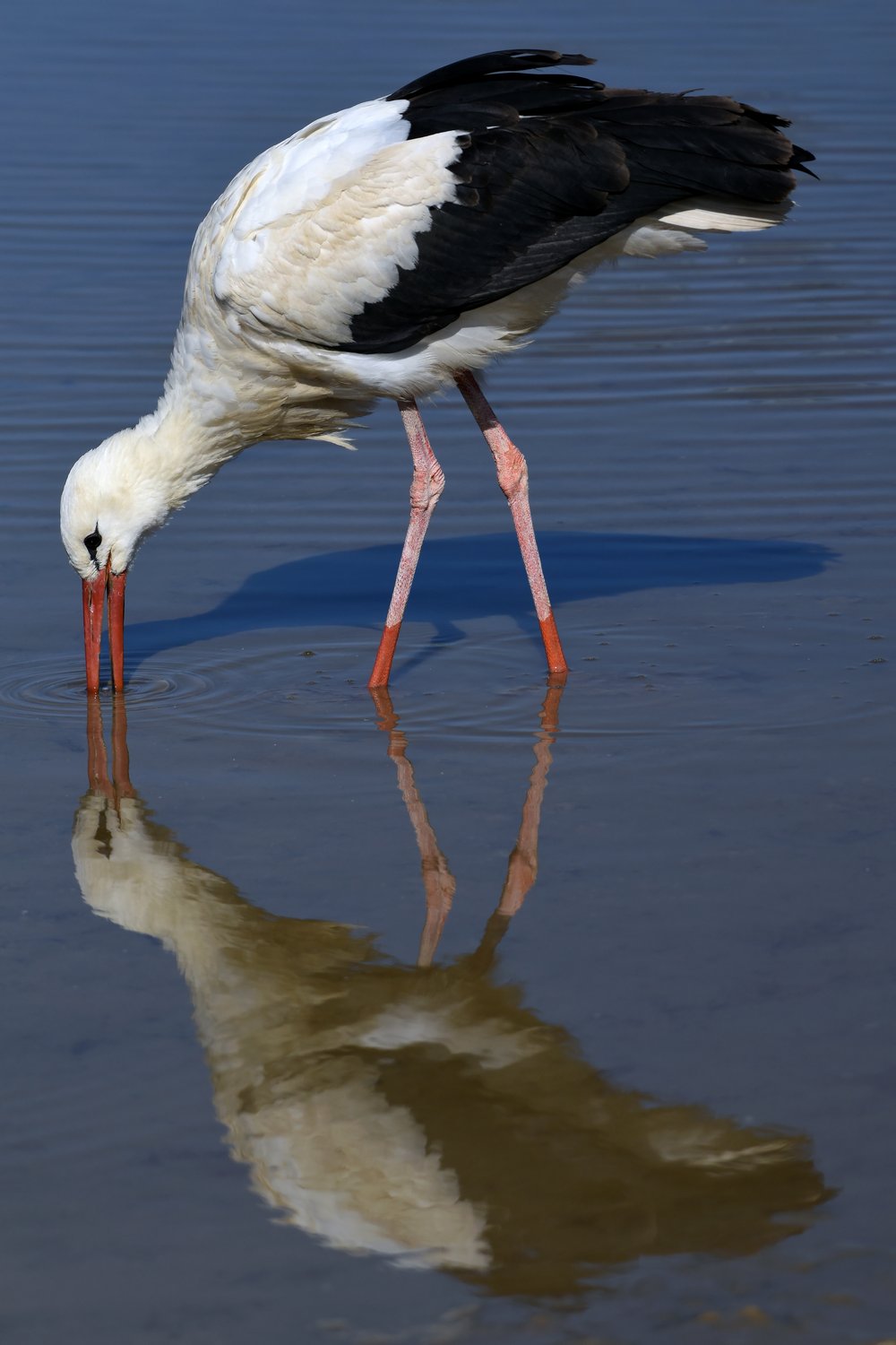 Зазеркалье