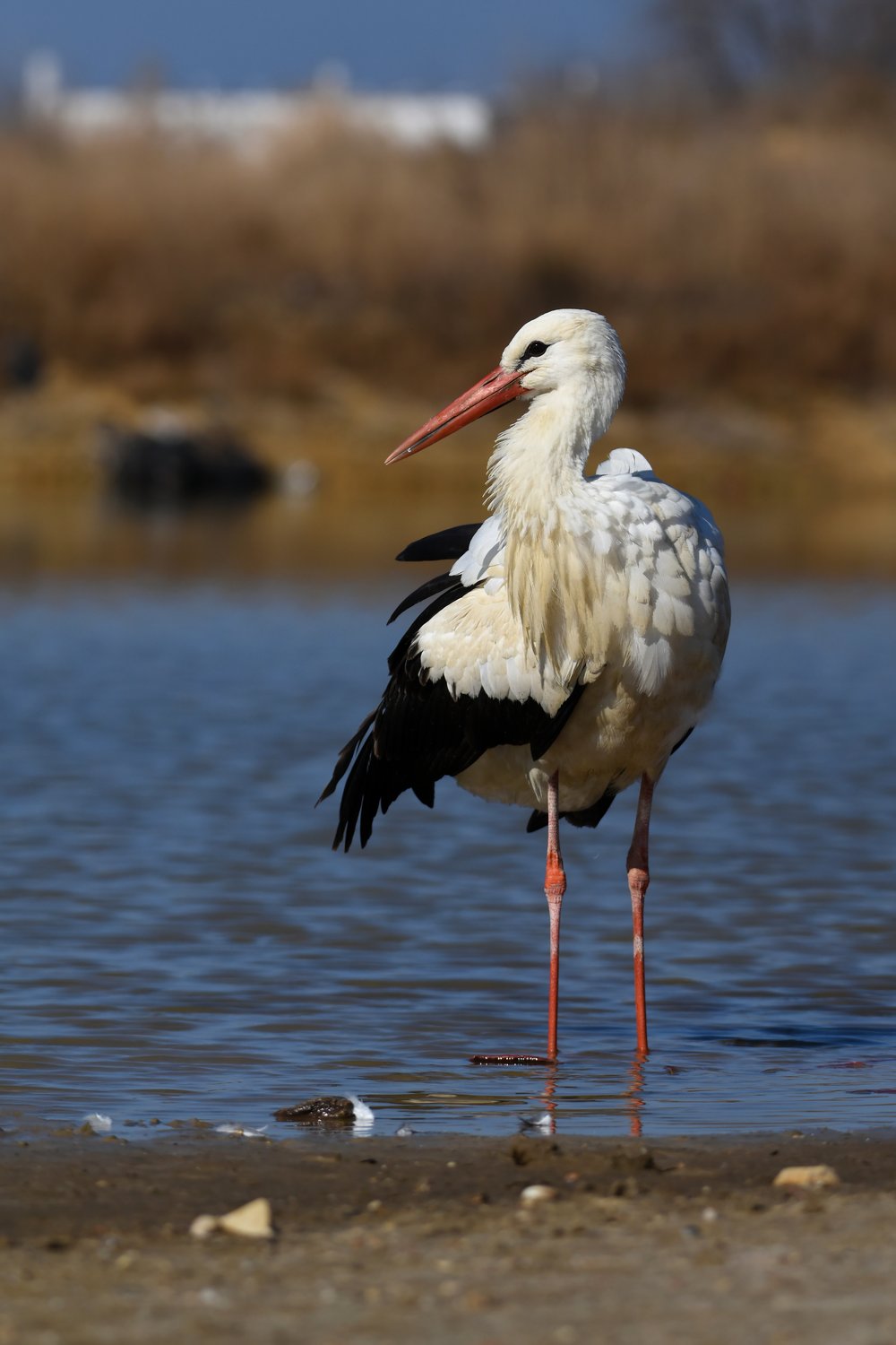 Длинноногий